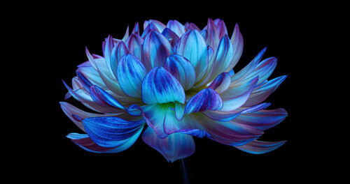 dahlia flower blue flower blue dahlia black background 5000x2641 8547