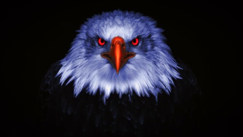 eagle bird of prey raptors red eyes black background 5k 8k 7726x4346 4424