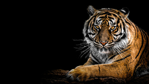 bengal tiger big cat predator black background closeup 4200x2362 1755