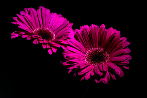 gerbera daisy purple flowers black background macro closeup 6718x4484 2855