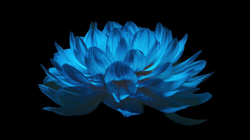 dahlia flower blue flower black background amoled 5k 5120x2880 8534
