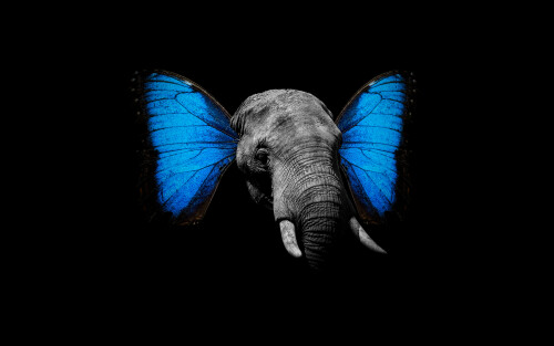 elephant butterfly black background 4000x2500 1048