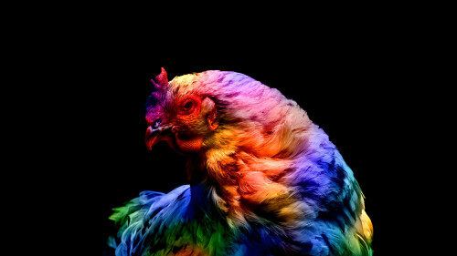 chicken colorful black background amoled 3840x2160 4583