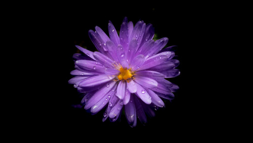 aster flower purple flower black background amoled 5k 6800x3840 8008