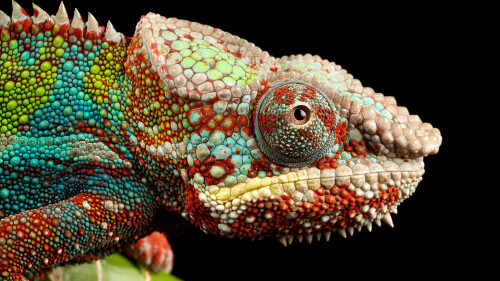 chameleon lizard multicolor closeup macro pattern black 3840x2160 4552