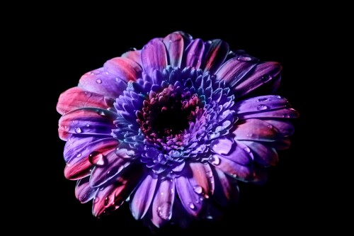 gerbera daisy purple flower black background closeup macro 4000x2666 3349