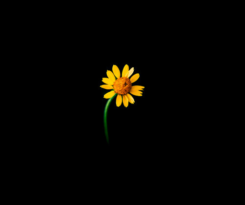 sunflower lonely black background 5k 5003x4200 1692