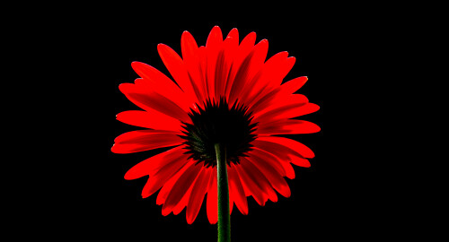 red gerbera daisy red flower black background red daisy 5k 4800x2592 1811