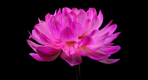 dahlia flower pink flower pink dahlia black background 5120x2778 8578