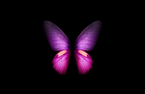 purple butterfly wings black background samsung galaxy fold 5400x3500 2361