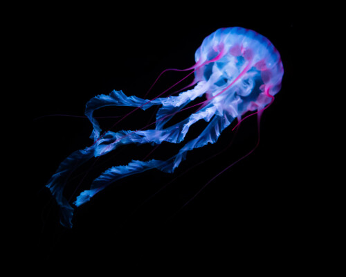 jellyfish aquarium black background glowing white amoled 4180x3344 2094
