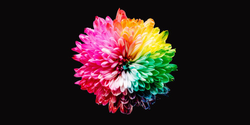 colorful flowers multicolor black background 5k 6893x3456 1258