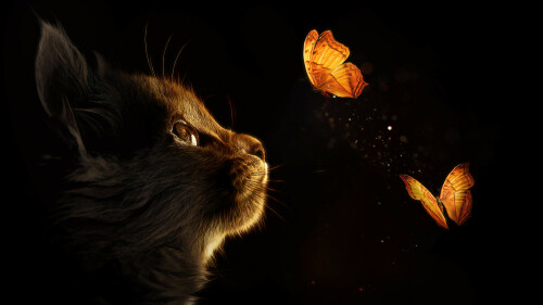 kitten cat butterflies black background glowing 3840x2160 4495