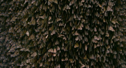 80162e05a4472d81de282989811f8618